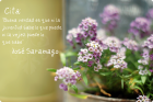Saramago se ha ido