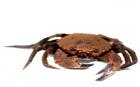 Cómo cocer nécoras y otros mariscos