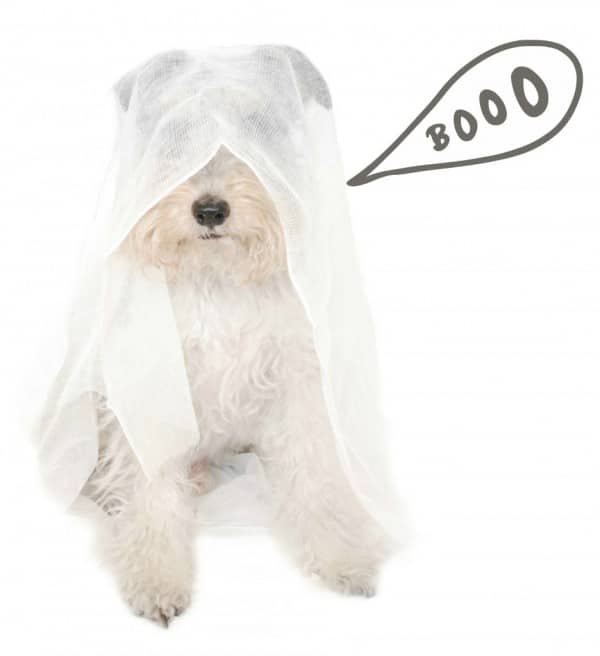 Willy se convierte en fantasma de Halloween Willy se convierte en fantasma de Halloween