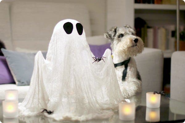 Willy y su fantasma de gasa transparente para Halloween Willy y su fantasma de gasa transparente para Halloween