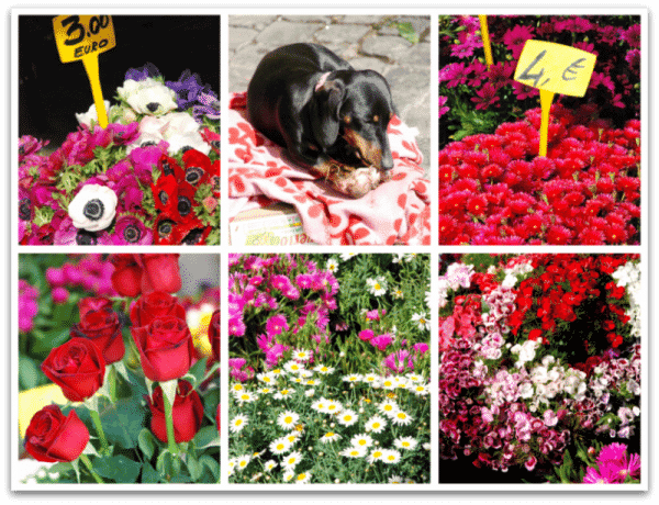 Campo de Fiori: las flores