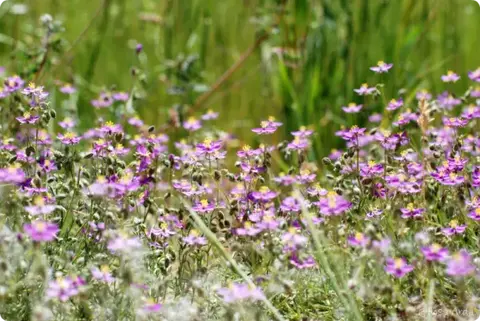 Las flores del campo