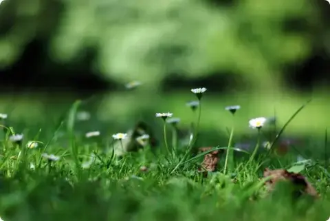 Flores de primavera