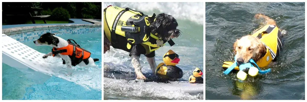 Rampa y chalecos salvavidas para perros