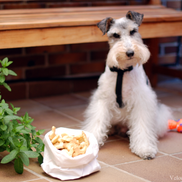 Galletas crakers para perros