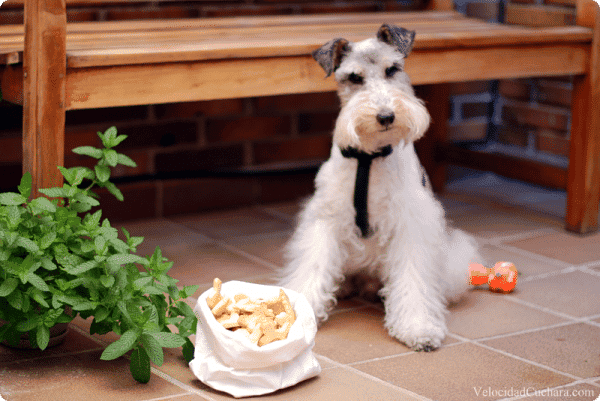 Galletas para perros crujientes y saladas. Crackers