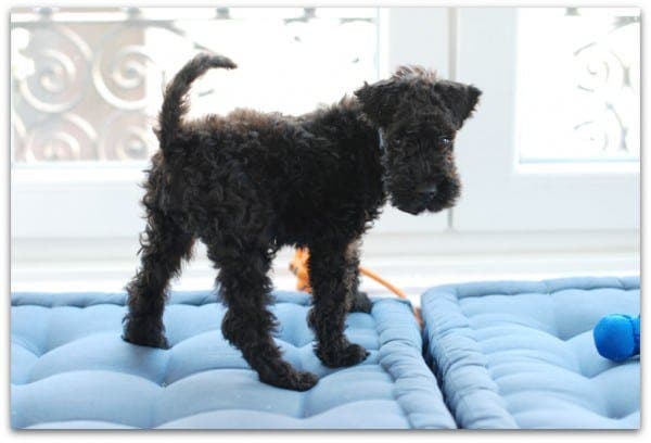 Camilo sobre los cojines de suelo