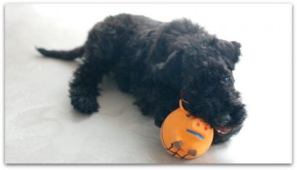 Camilo jugando con su cerdito