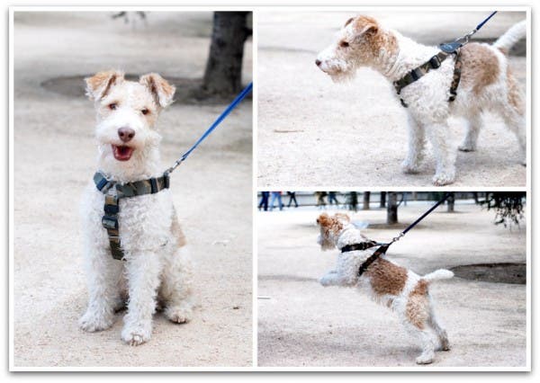 Lucas, un fox terrier muy besucón