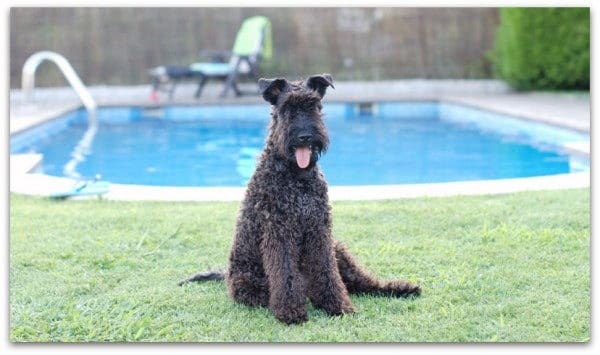 Camilo en la piscina