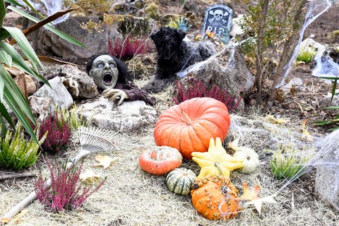 Prepara tu jardín para Halloween